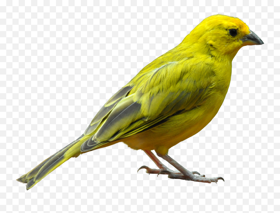Bird Png - Bird Png,Bird Png Transparent