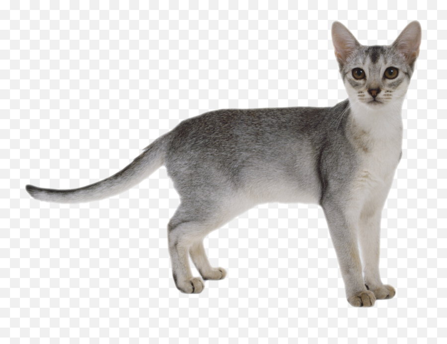 Abyssinian Kitten - Cat Png White Background,Cats Transparent Background