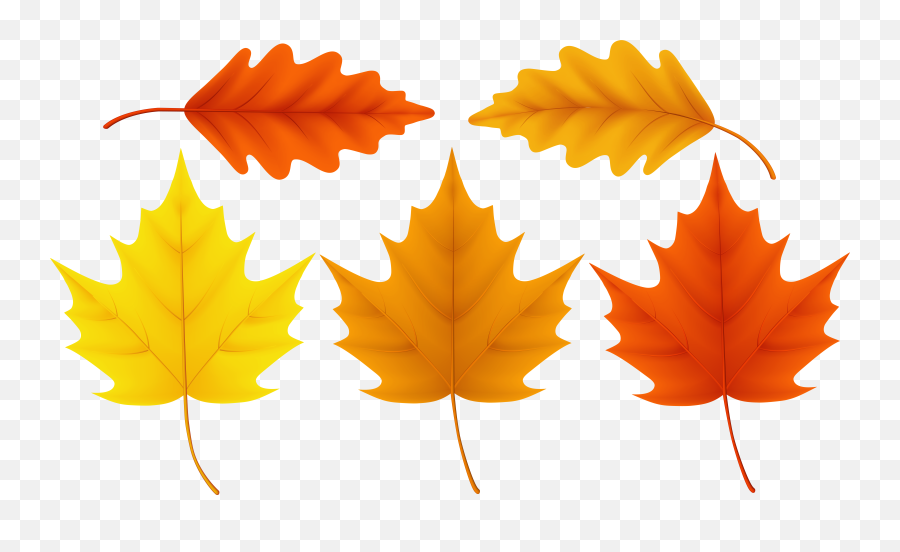 Download Sugar Maple Leaf Acorn Png Image With No Background - Autumn Leaf  Clipart Hd Transparent Background,Acorn Transparent Background - free  transparent png images 