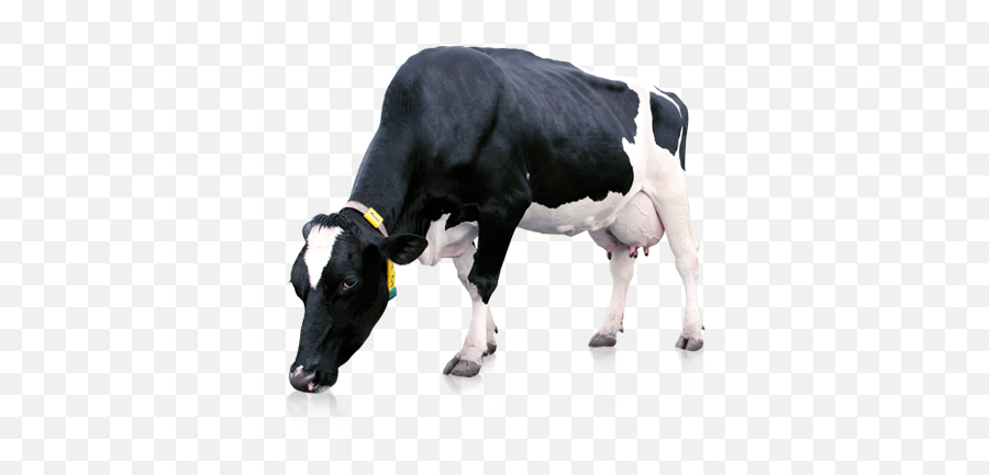 Download Hd Milk Cow Png - Indian Milk Cow Png,Cow Png