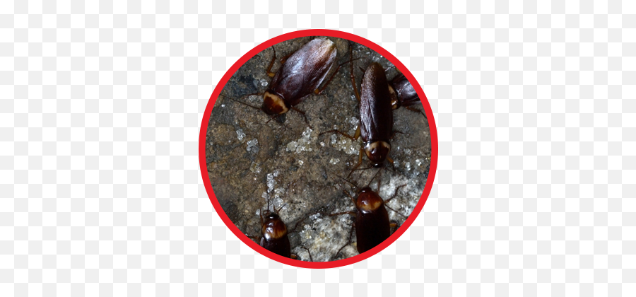 Cockroach Control Company Baltimore About Our Services - Sewer Cockroach Png,Cockroach Transparent