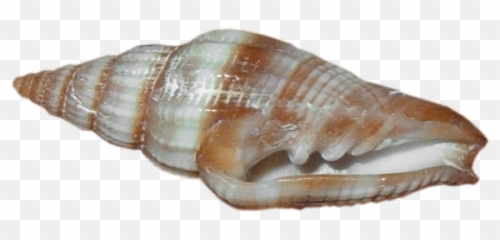 Download Beach Sand With Shells Png - Sea Snail Seafood Snail Transparent,Snail Transparent
