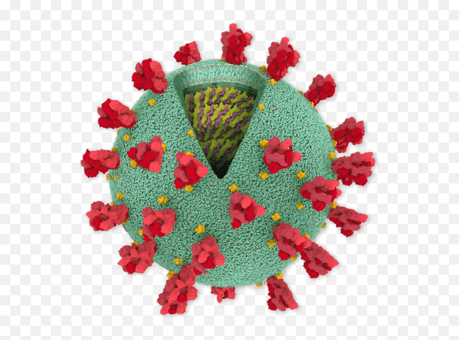 Inside The - Coronavirus Protein Png,Virus Transparent