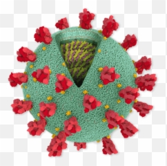 Inside The - Coronavirus Protein png