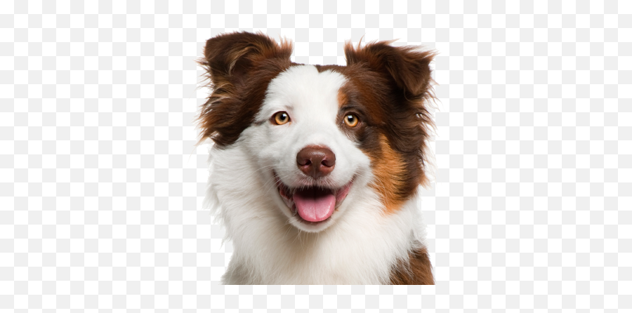 Dog Face Png Really Cute - Transparent Background Dog Face Png,Cute Face Png