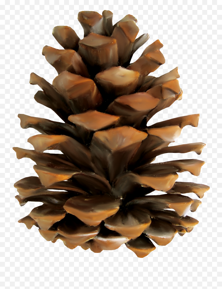 Pine Conifer Cone Euclidean Vector - Pine Conifer Cone Background Transparent Png,Pine Cone Png