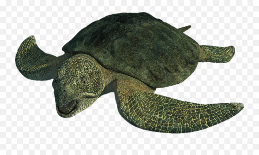 Png Download Image - Archelon Png,Turtle Png