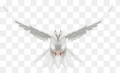 Flight - Dove Png