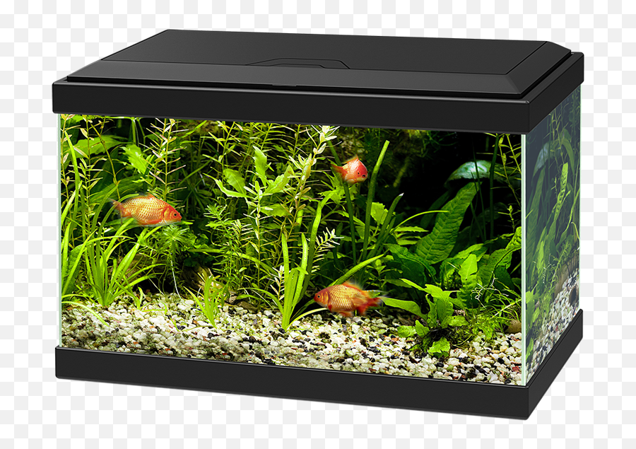 Aquarium Png Images Free Download - Ciano Aqua 20 Led,Aquarium Png