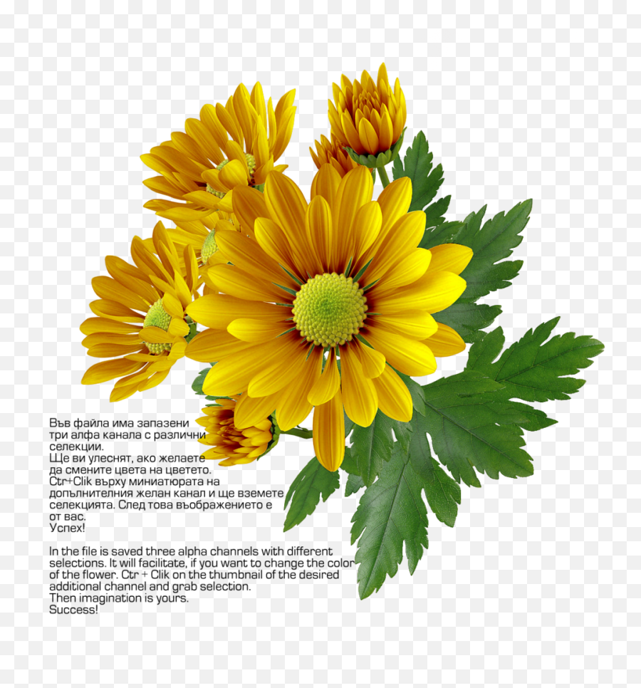 Chrysanthemum Png Transparent Image - Transparency,Chrysanthemum Png