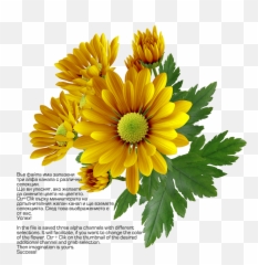 Chrysanthemum Png Transparent Image - Transparency,Chrysanthemum Png
