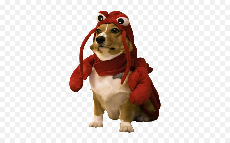 Corgi Lobster Clipart Images Gallery - Dog In Lobster Costume Png,Corgi Png