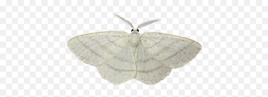 Transparent Common White Wave Moth - Moth Transparent Png,Moth Transparent Background
