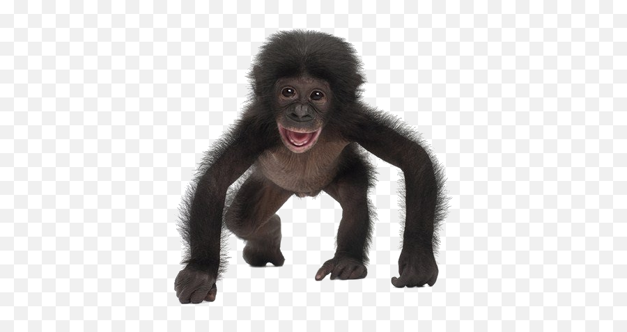 Baby Monkey Transparent - 10 Free Hq Online Puzzle Games On Baby Monkey White Background Png,Monkey Transparent