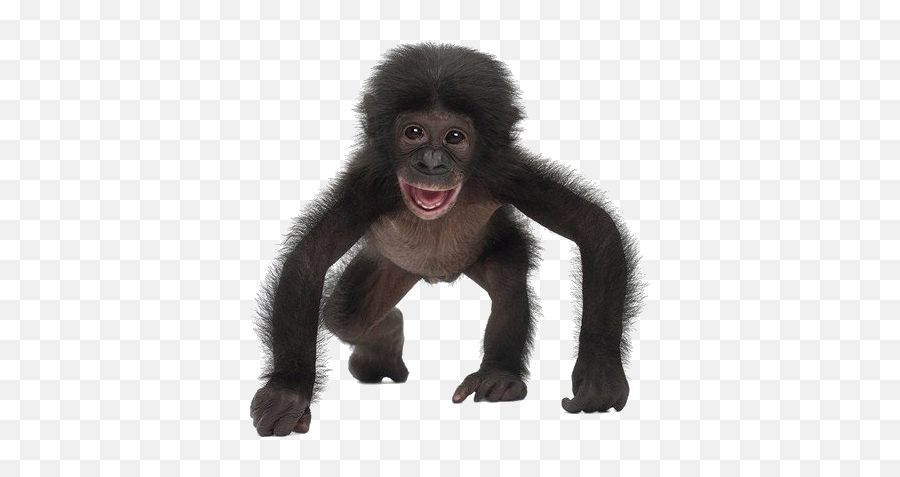 baby monkey png