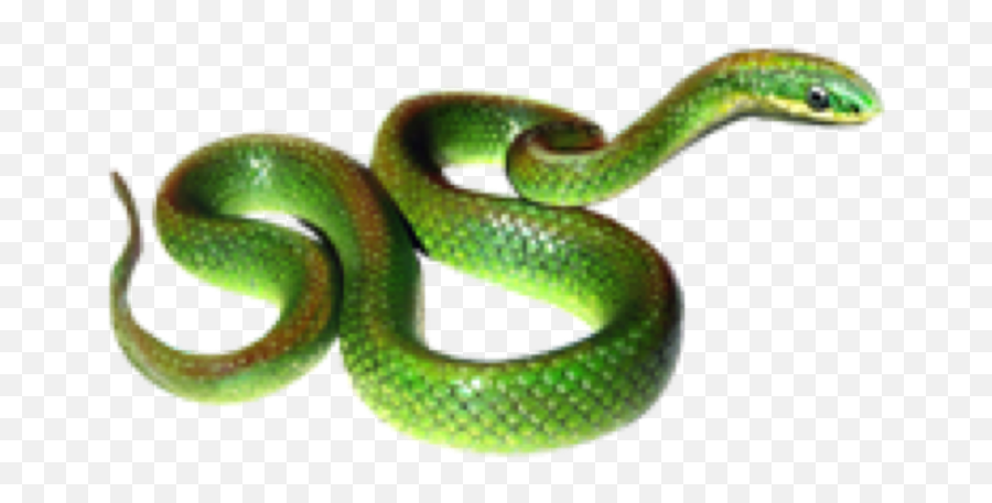 Greensnake Snake Snaks Rope Animals Sticker By Proomo - Grass Snake Png,Green Snake Png
