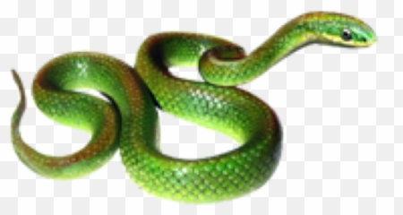 Greensnake Snaks Rope Animals Sticker By Proomo - Grass Snake Png