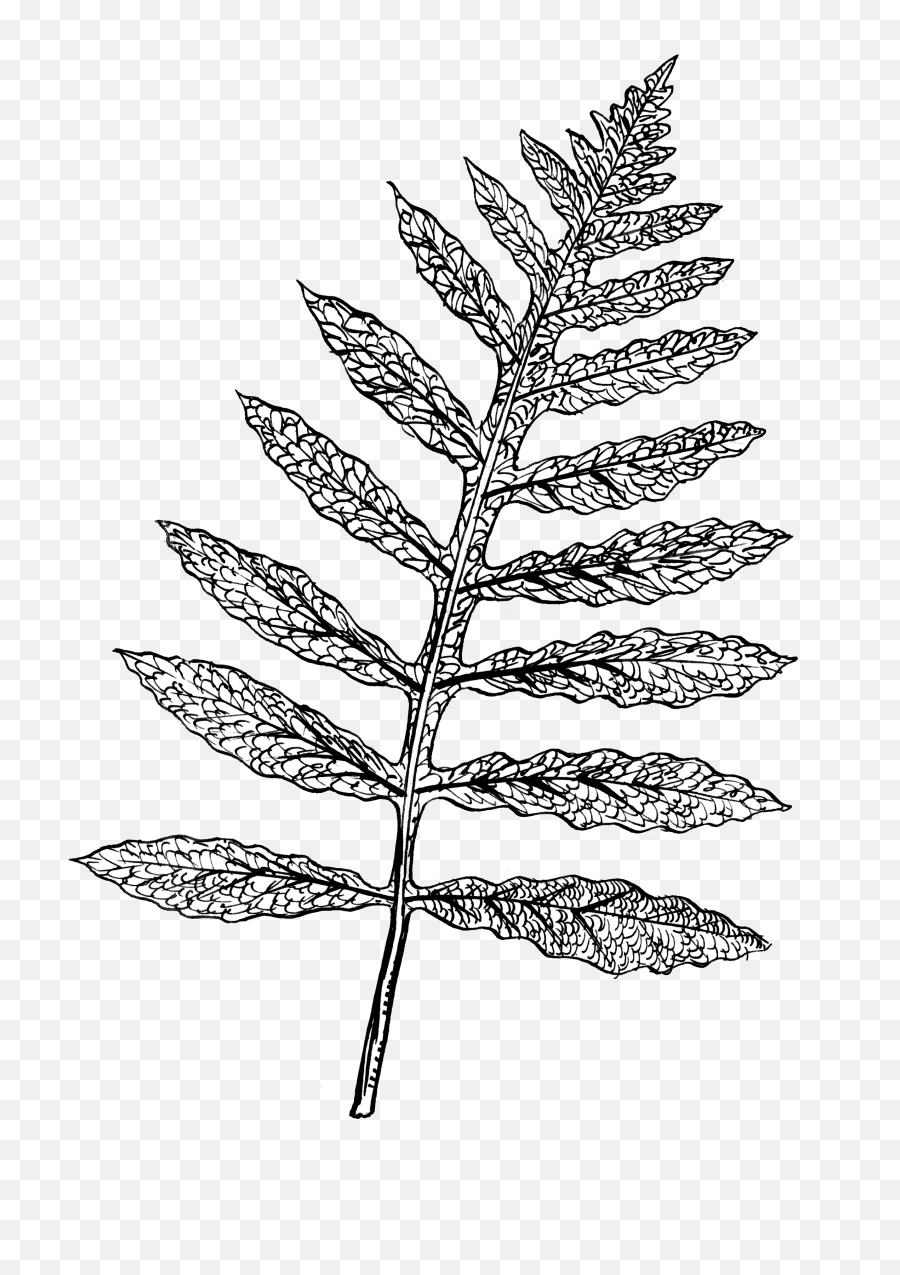 Filesensitive Fern Psfpng - Wikimedia Commons Line Drawing Sensitive Fern,Fern Leaf Png