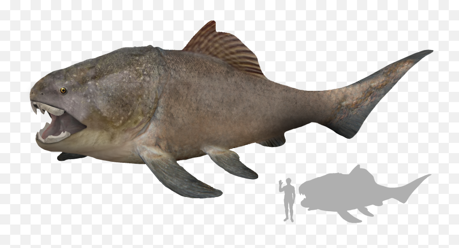 Filedunkleosteus Artistu0027s Impressionpng - Wikimedia Commons Dunkleosteus Size,Fin Png