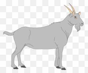Goat Transparent Png Clipart Free - Digestive System Of A Goat,Goats Png