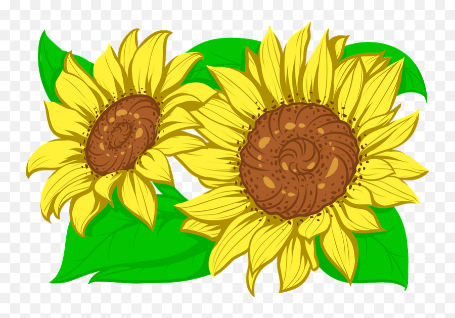 Sunflower Clipart - Fresh Png,Transparent Sunflowers