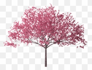 Cherry Blossom Png Hd Transparent - Tree Blossoms