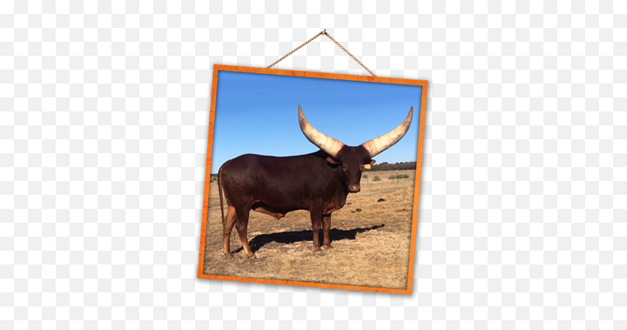 Ross Ranch Horns - Picture Frame Png,Longhorn Cattle Icon