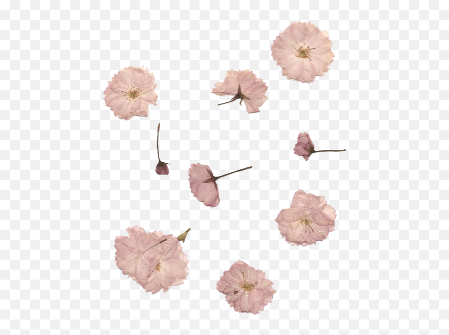 Cute White Vintage Flowers Pink Transparent - Pink Dried Flower Png,Flowers Transparent