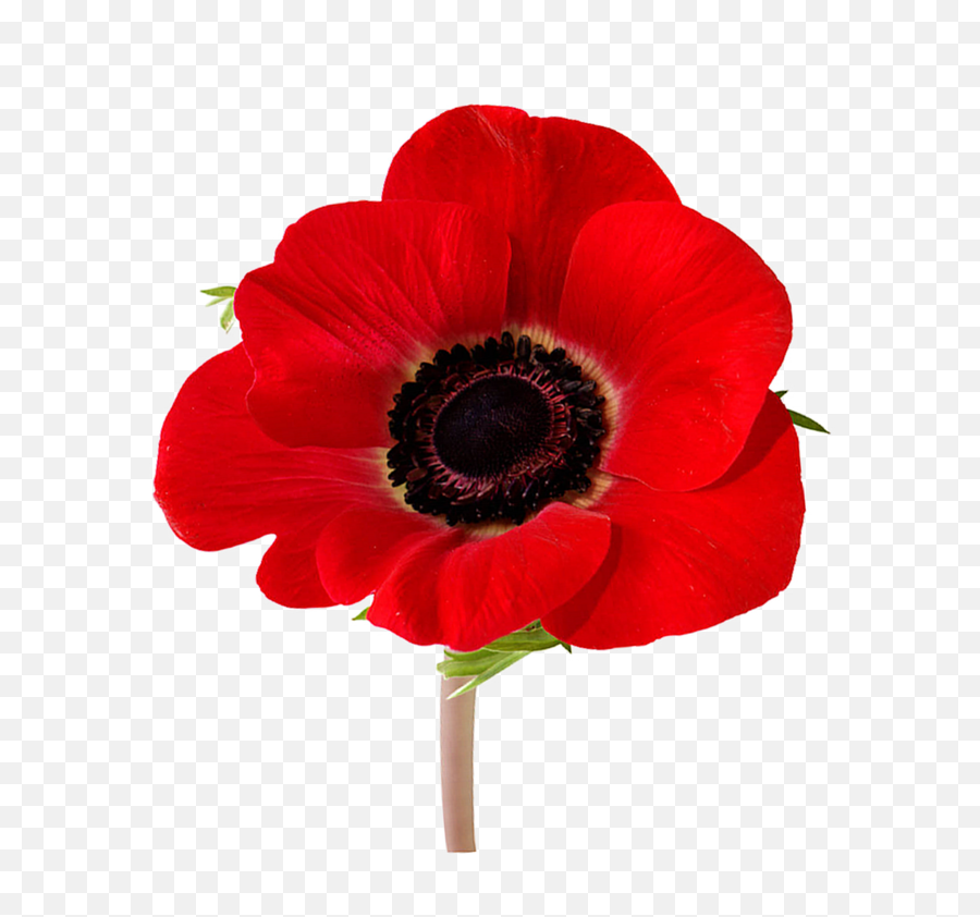 Rsl Symbolism U2014 Australia - Flower Anzac Day Poppy Png,Poppy Icon League