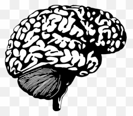 Download Open - Human Brain Creative Commons Png Image With Global Cognitive Function,Human Brain Png