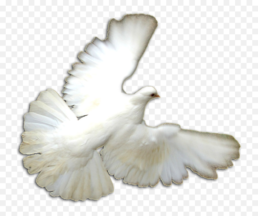 Download White Doves Png - Pigeons And Doves Full Size Png Portable Network Graphics,Pigeons Png