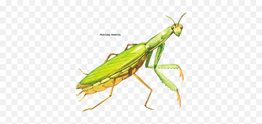 Download Praying Mantis Insect Ornament Round - Full Size Mantidae Png,Mantis Png