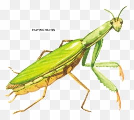 Download Praying Mantis Insect Ornament Round - Full Size Mantidae Png,Mantis Png