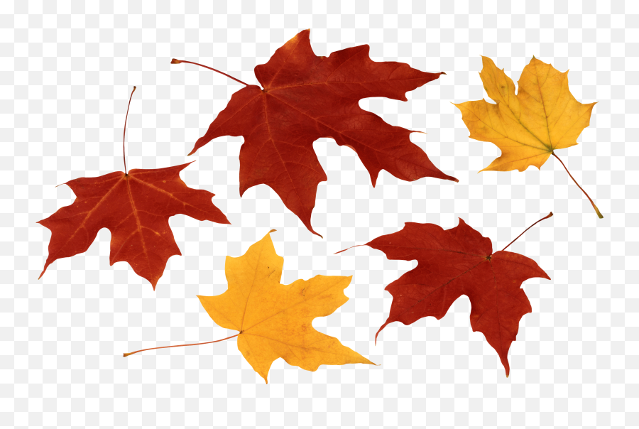 Fall Leaves Png Clipart - Leaf Autumn Leaves Png,Autumn Leaves Png