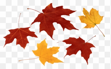 Fall Leaves Png Clipart - Leaf Autumn Leaves Png,Autumn Leaves Png