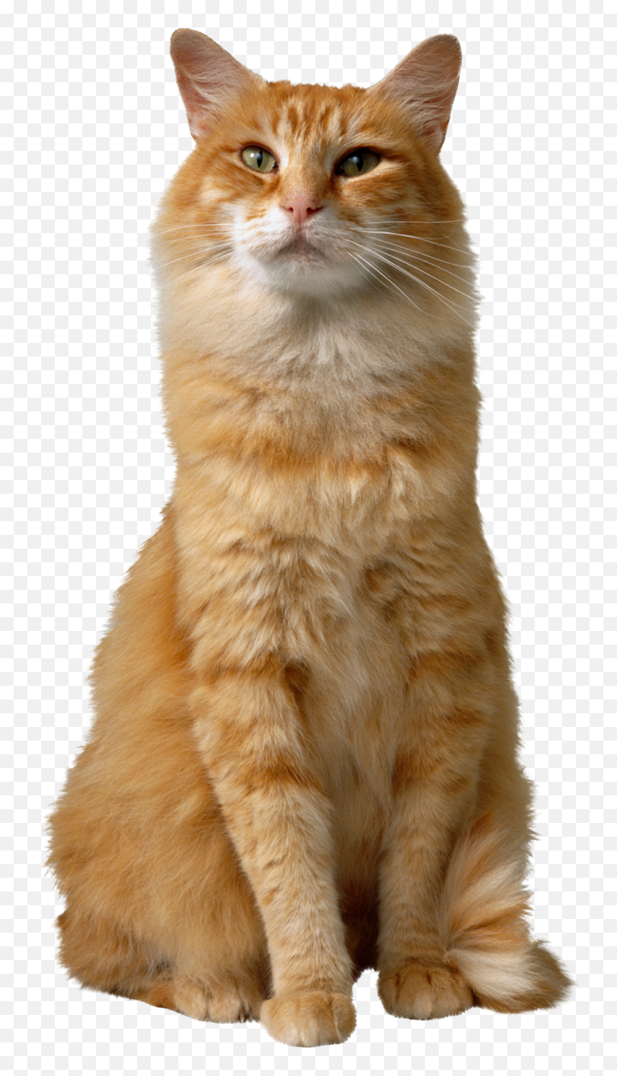 Cat Png Transparent Image For Free Download 44 - Photo 4362 Orange Tabby Cat Png,Cats Transparent