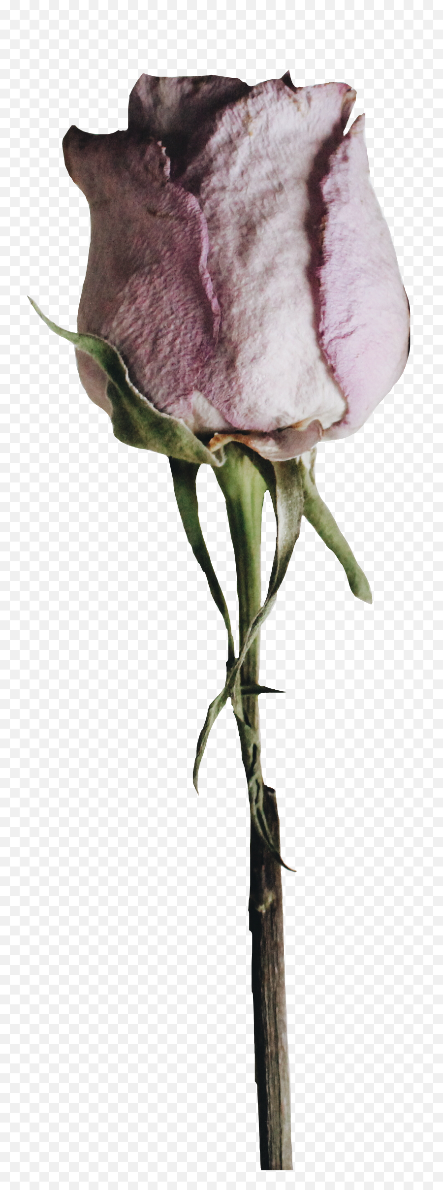 Png - Sad Flower Png,Dead Rose Png