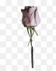 Png - Sad Flower Png,Dead Rose Png