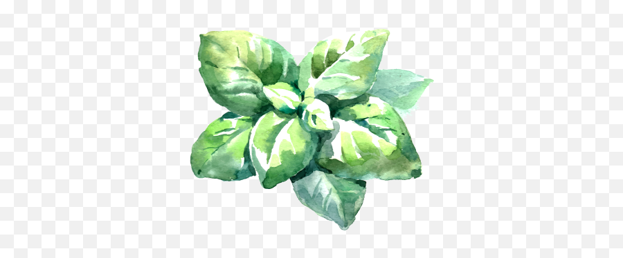 Casa Rustica - Italian Food Drawing Png,Basil Png