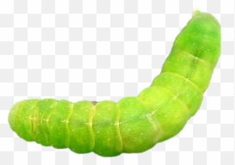 Caterpillar Png Hd Quality - Caterfiller Png,Caterpillar Png
