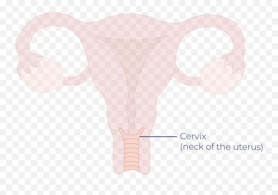 Cervical Cancer Talk Peach - Cartoon Png,Uterus Png