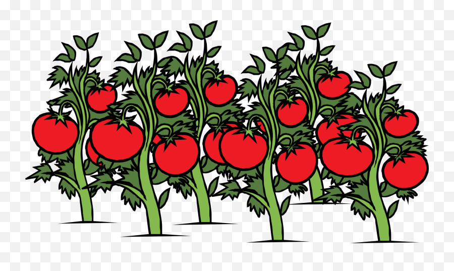 500 Free Tomato Plants U0026 Images - Pixabay Tomatoes Plant Clipart Png,Plant Transparent Background