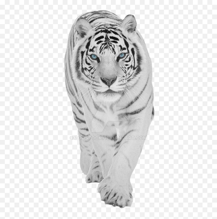 Baby Tiger Png - 1080p White Tiger Wallpaper Hd,Tiger Transparent  Background - free transparent png images 