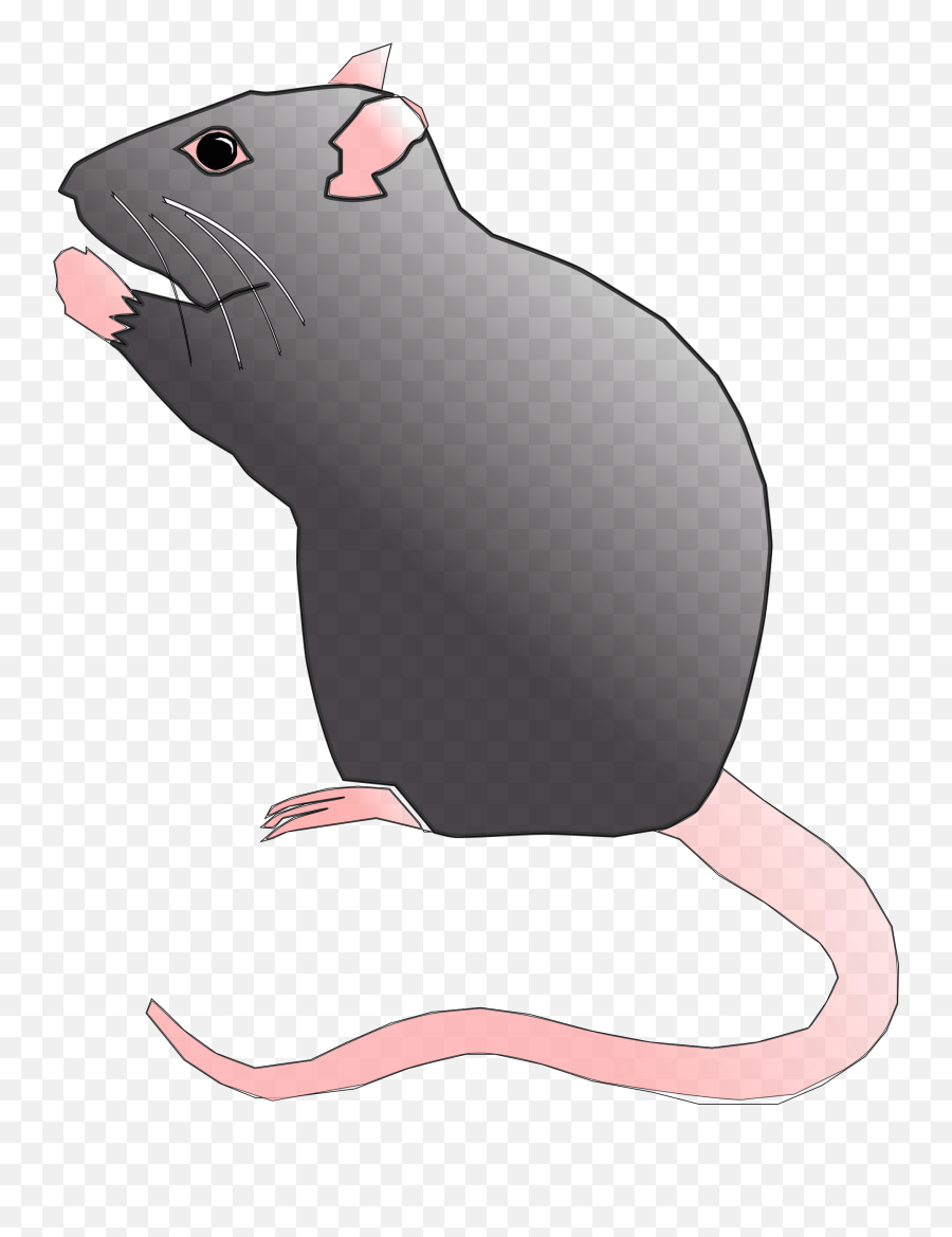 Rat Rodent Pest Mouse Animal - Rat Clipart Full Size Cute Rat Clip Art Png,Rat Png