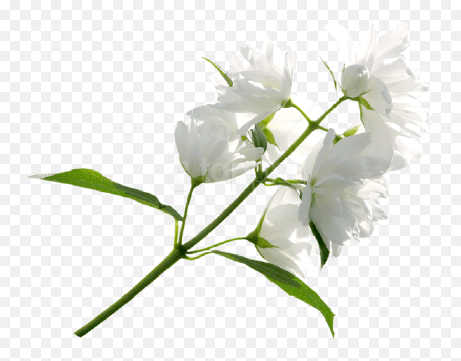 White Flower Png Images Background - Transparent Background White Flowers Png,White Flowers Transparent Background