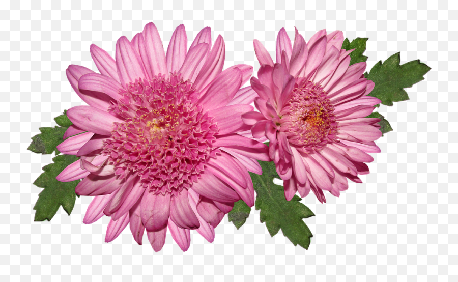 Flower Chrysanthemum Pink - Chrysanthème Png,Chrysanthemum Png