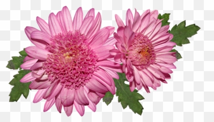 Flower Chrysanthemum Pink - Chrysanthème Png,Chrysanthemum Png