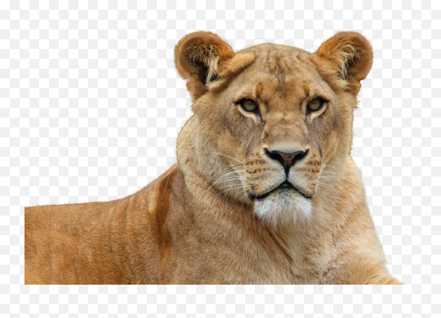 Lion Png Image - Purepng Free Transparent Cc0 Png Image Transparent Female Lion Png,Lion Roar Png