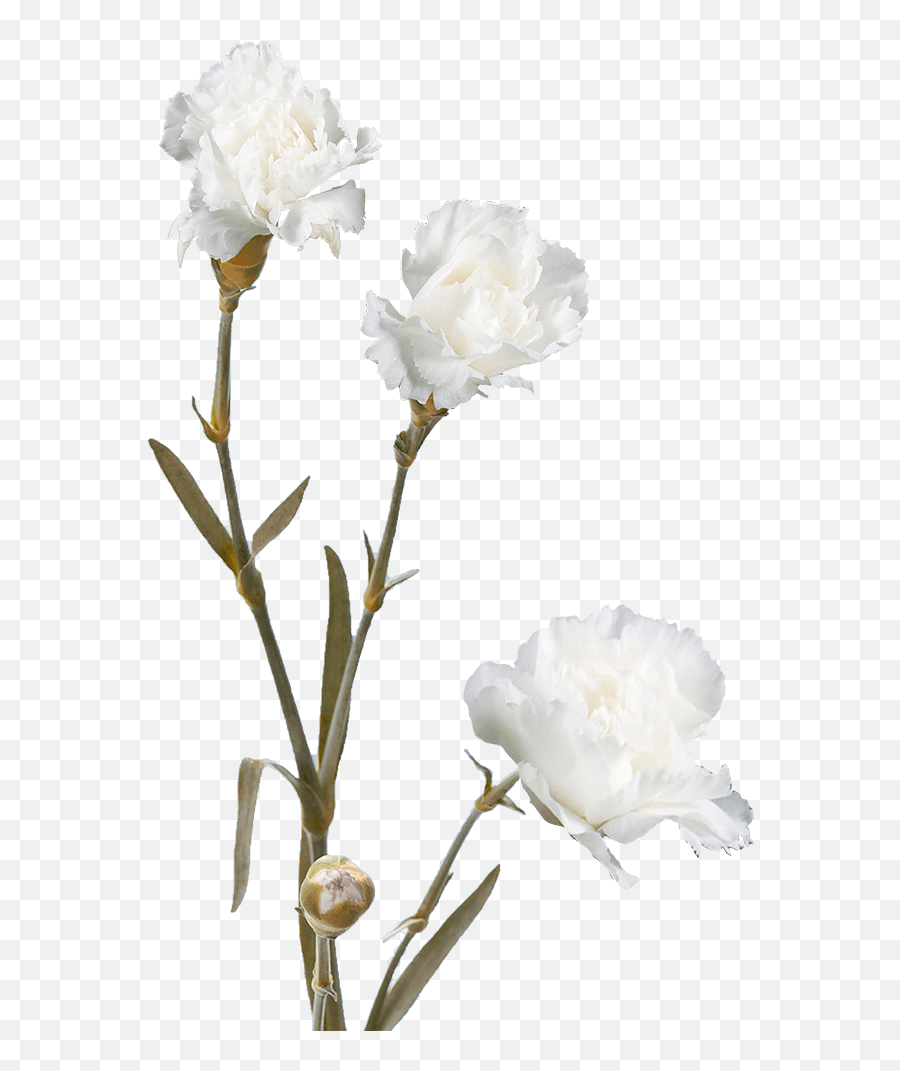 Cheap White Spray Carnation Flowers - Floribunda Png,Carnation Png