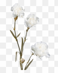 Cheap White Spray Carnation Flowers - Floribunda Png,Carnation Png